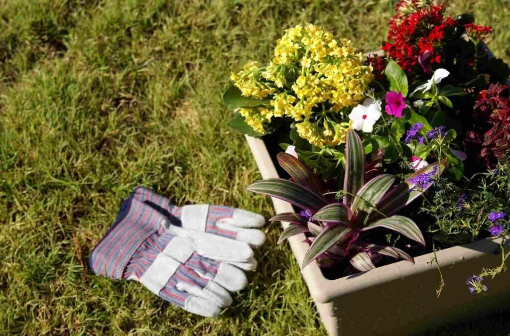 Strategies for Watering Your Container Garden
