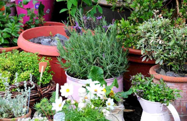 The Art of Container Gardening – A Simple Guide